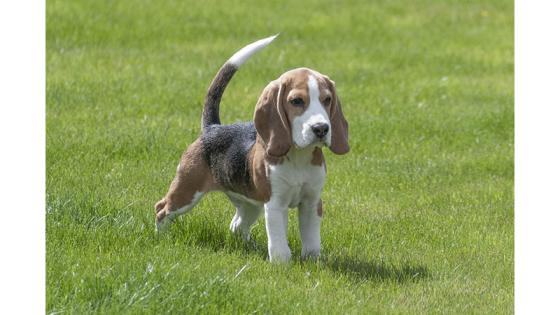 Beagle Beagle