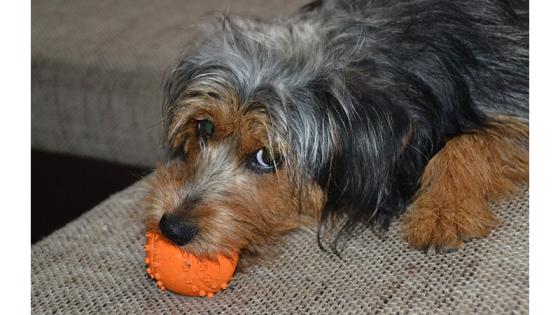 Dachshund Terrier