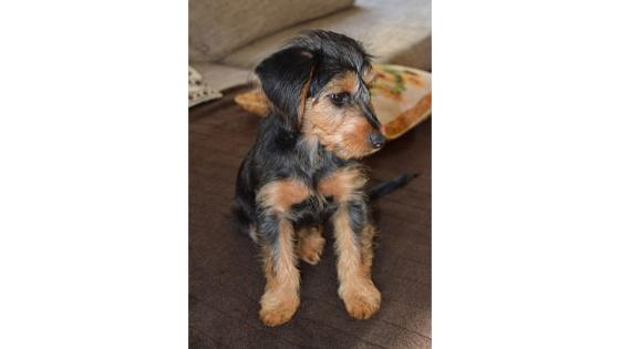 Dachshund Terrier