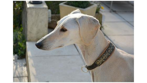 Galgo Inglés Galgo Inglés