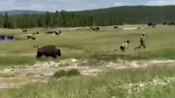 Ataque de Bisonte Ataque de Bisonte