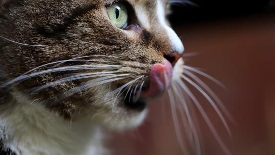 La mujer fue arañada por su mascota La mujer fue arañada por su mascota