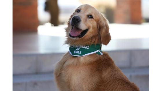 Perros policia