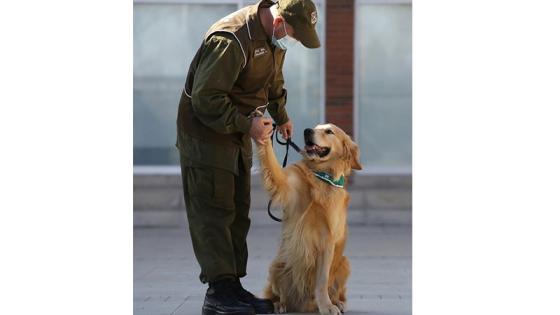 Perros policia