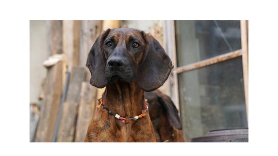 Bloodhound Bloodhound