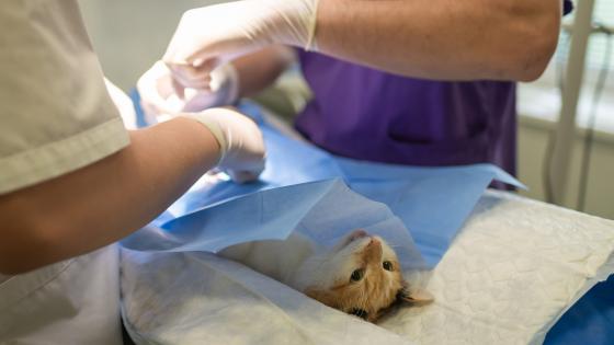 Programa de esterilización de animales Programa de esterilización de animales