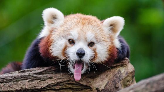 panda rojo panda rojo