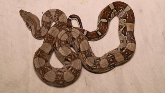 boa constrictor boa constrictor