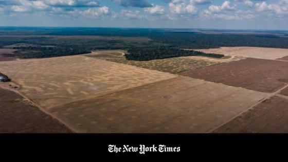 Amazonía 4.0: Cómo reinventar la selva tropical Amazonía 4.0: Cómo reinventar la selva tropical