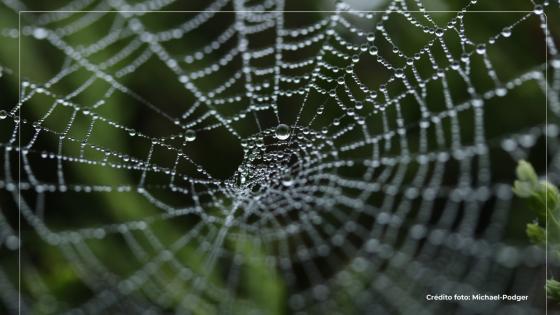 La escalofriante telaraña capaz de atrapar a un humano