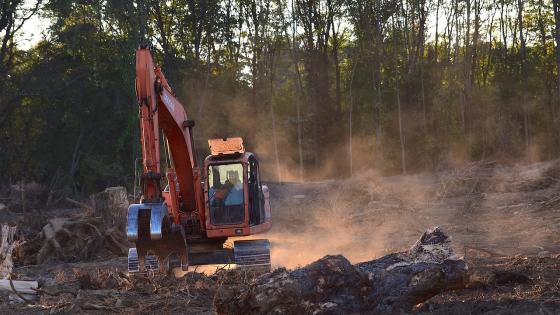 Suspenden durante un año permisos para tala de bosques en Panamá Suspenden durante un año permisos para tala de bosques en Panamá