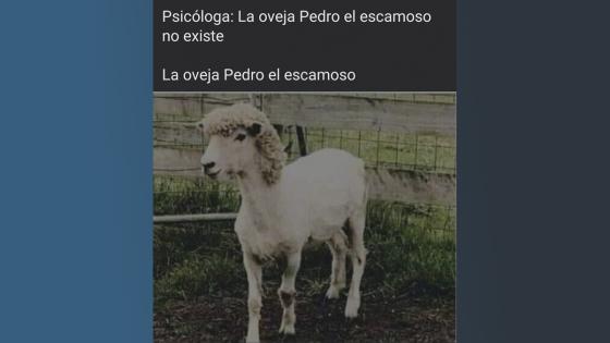 Meme del regreso de Pedro, el escamoso.