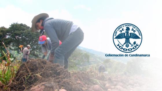 Pequeños productores de papa