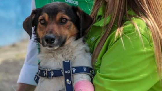 Valiente, el perro símbolo de la tragedia invernal en Dabeiba Valiente, el perro símbolo de la tragedia invernal en Dabeiba