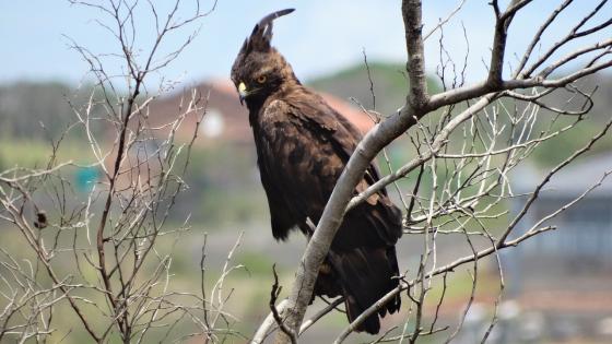 Águila crestada fue vista en Quindío 15 años después y la atacaron Águila crestada fue vista en Quindío 15 años después y la atacaron