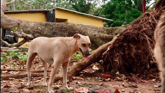 Perros y gatos en San Andrés: trabajo por las víctimas sin voz