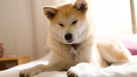 Raza Akita Raza Akita