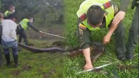 Anaconda en Villavicencio