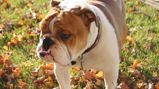 Raza Bulldog inglés Raza Bulldog inglés