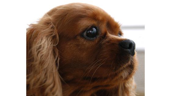 Raza Cavalier king charles spaniel