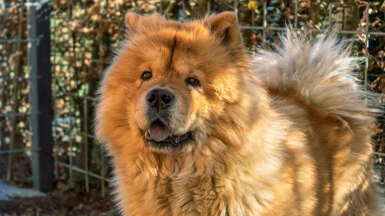 Raza Chow-chow