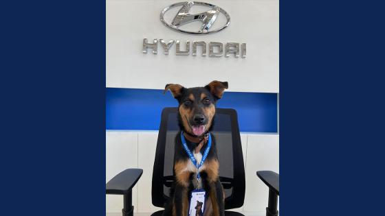 Konan Hyundai Colombia 