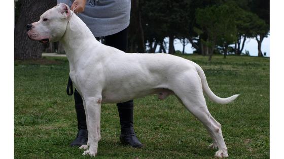 Raza Mastín argentino Raza Mastín argentino