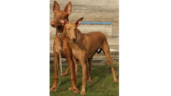 Raza Podenco faraónico