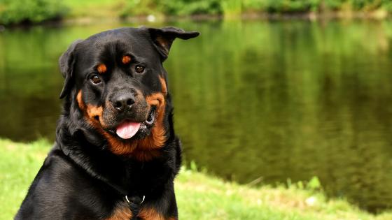 Raza Rottweiler