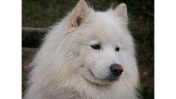 Raza Samoyedo 