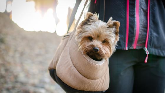 Trasporte de perros en avión