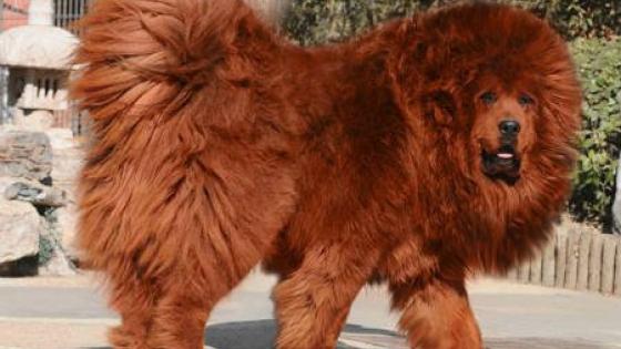 Raza Mastín Tibetano Raza Mastín Tibetano