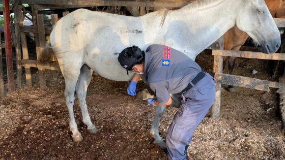 Cartagena: decomisan caballos de caballeriza