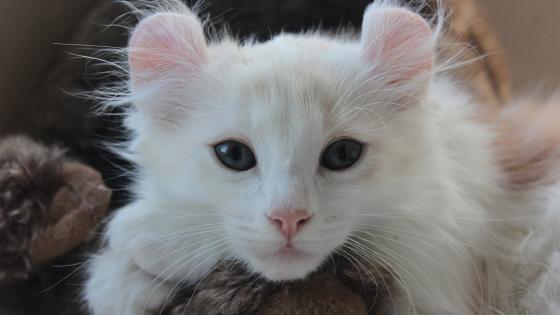 American Curl American Curl
