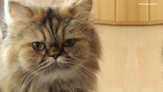 Gato Persa Gato Persa