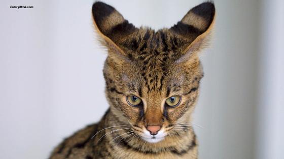 Gato Persa Gato Persa