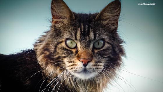 Maine Coon Maine Coon