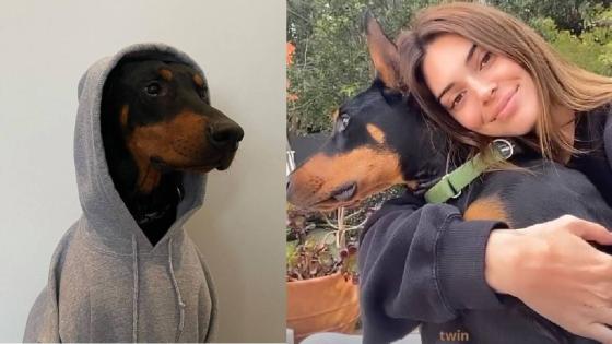 Las mascotas de los famosos Las mascotas de los famosos
