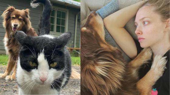 Las mascotas de los famosos Las mascotas de los famosos