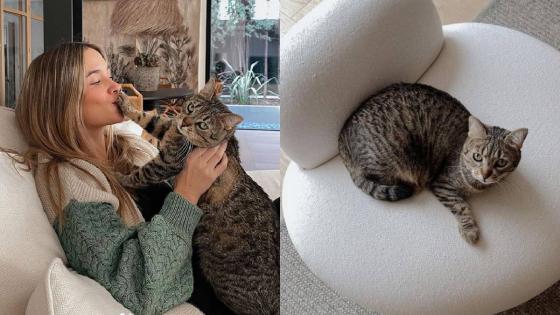 Las mascotas de los famosos Las mascotas de los famosos
