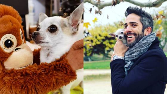 Las mascotas de los famosos Las mascotas de los famosos