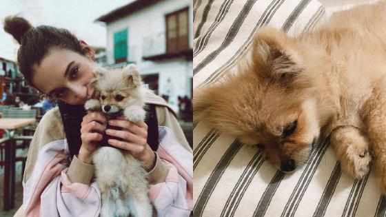 Las mascotas de los famosos Las mascotas de los famosos