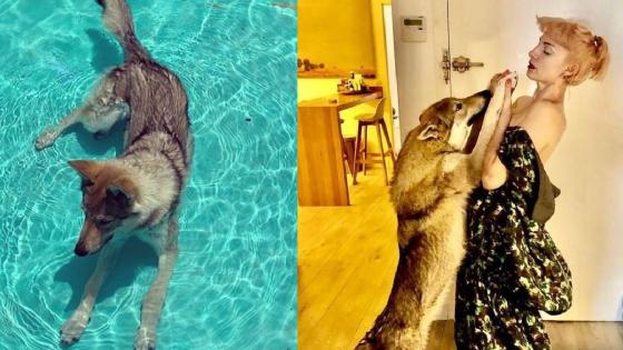 Las mascotas de los famosos Las mascotas de los famosos