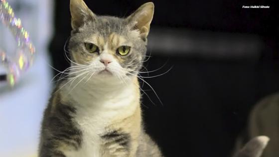 American Wirehair American Wirehair
