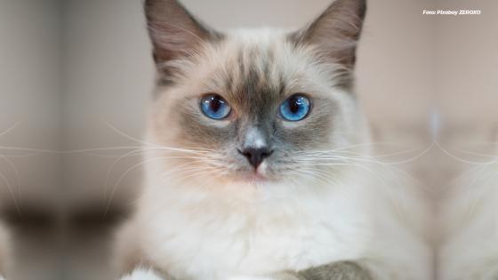 Gato Ragdoll