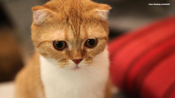 Gatos Scottish Fold Gatos Scottish Fold