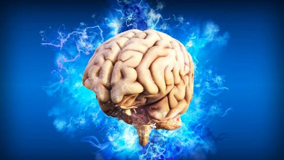 Cerebro Cerebro