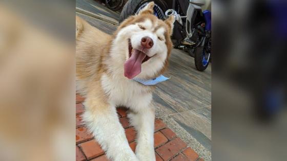 Perrito Lucas Perrito Lucas