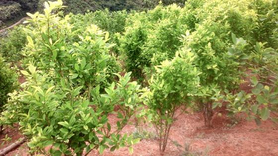 Así inició la discusión por la regulación de la hoja de coca Así inició la discusión por la regulación de la hoja de coca