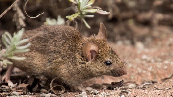 Registran nuevo caso de hantavirus en Panamá Este Registran nuevo caso de hantavirus en Panamá Este